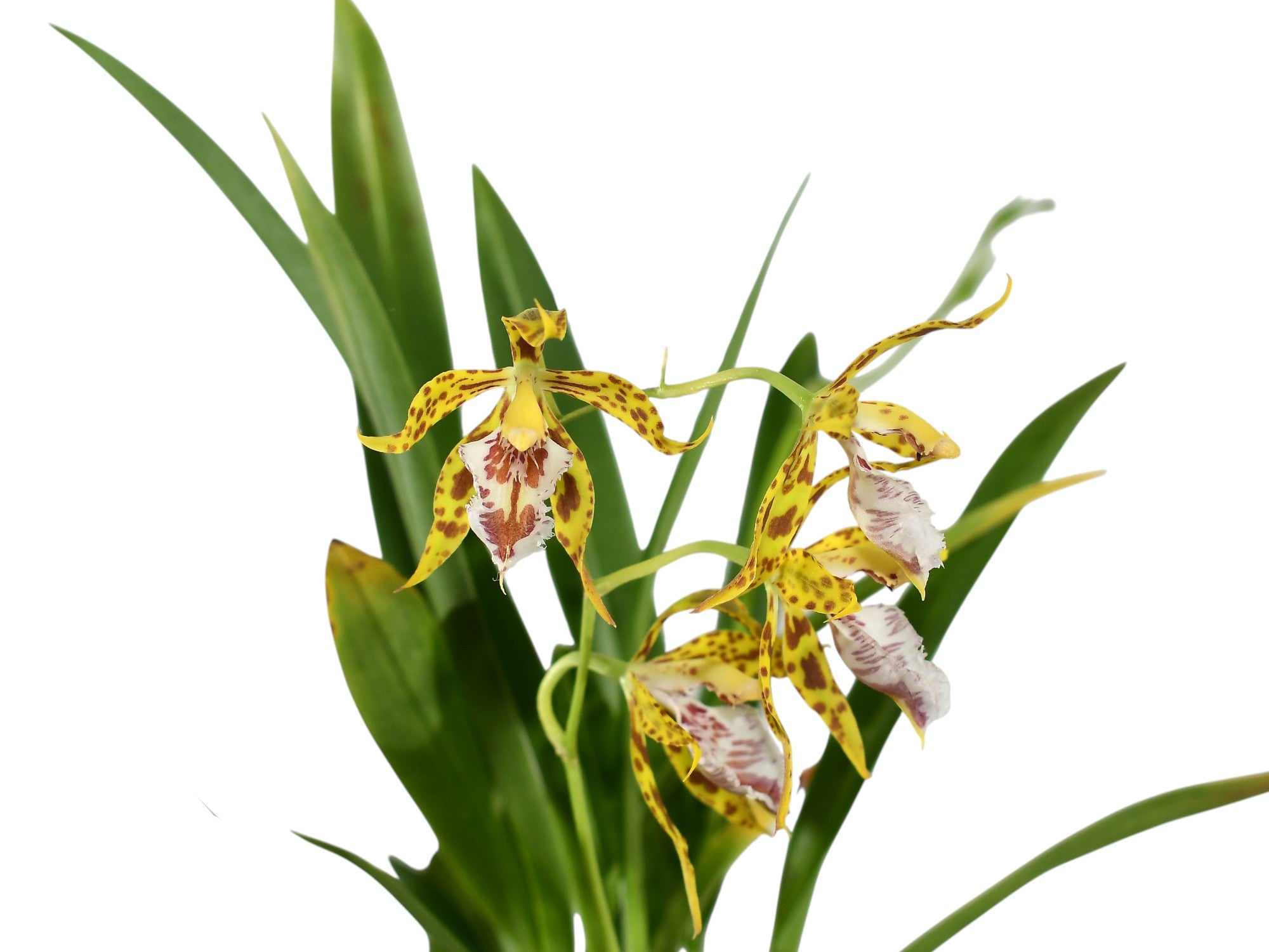 Oncidium hennisii "Slim"