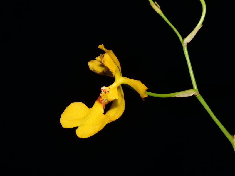 Oncidium imitans