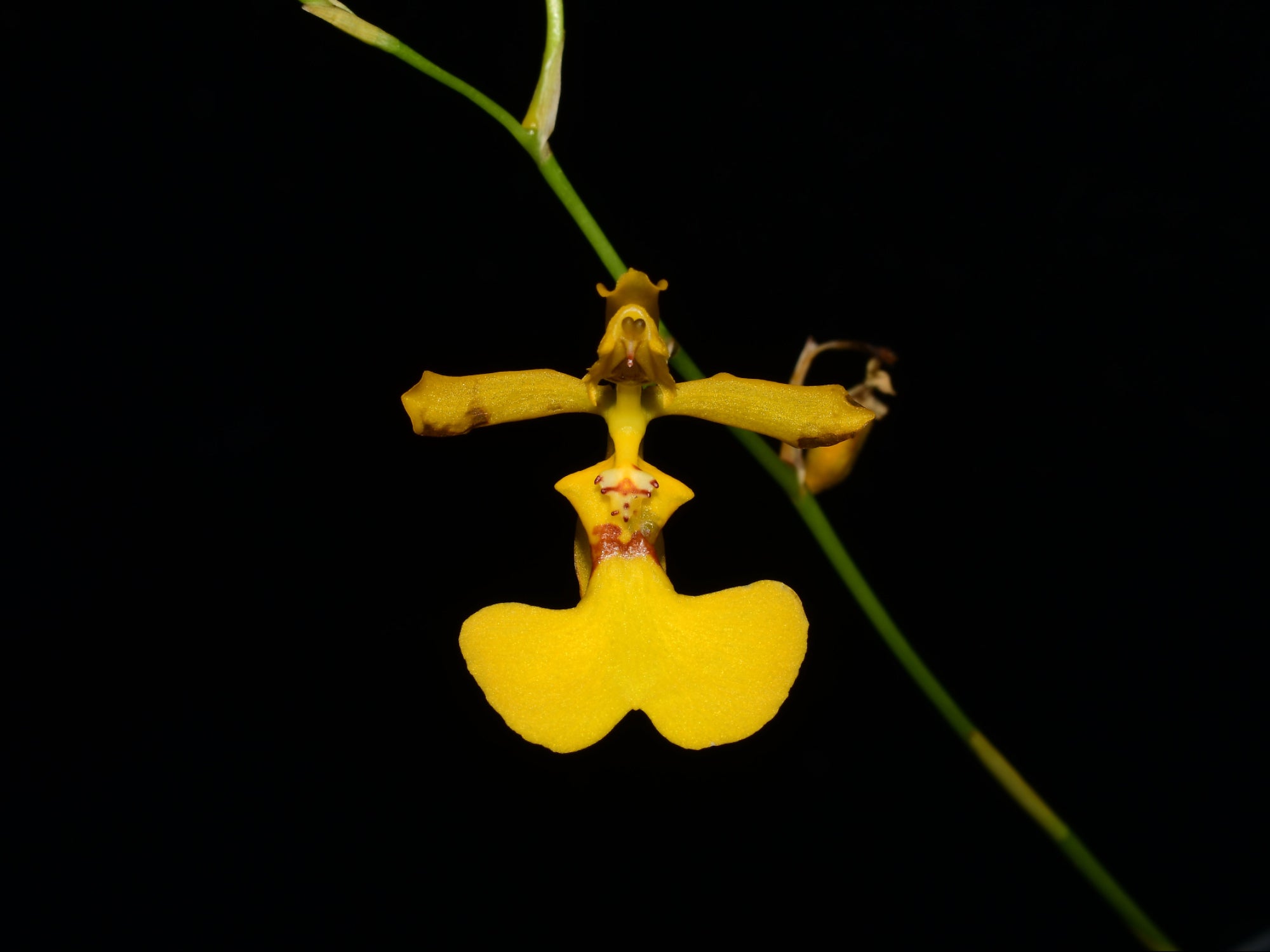 Oncidium imitans