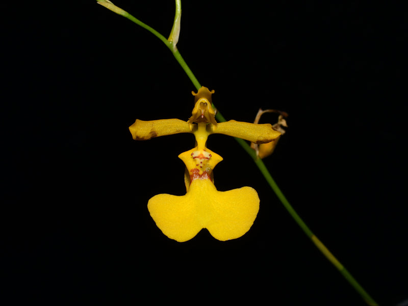 Oncidium imitans
