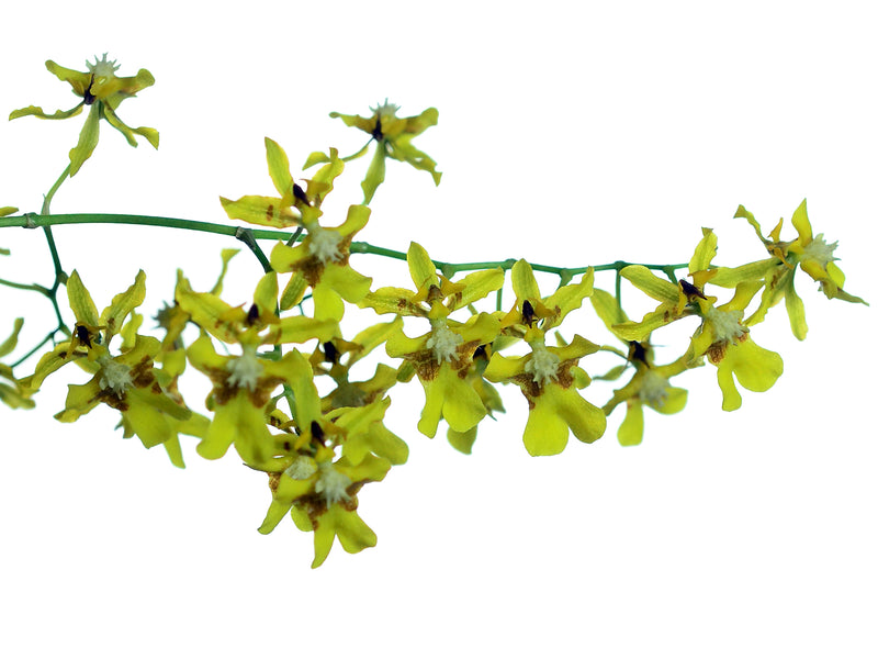 Oncidium lancifolium