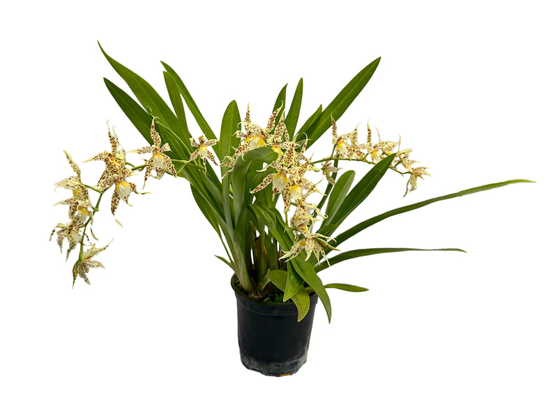 Oncidium leeanum
