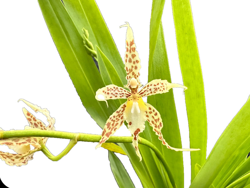 Oncidium leeanum