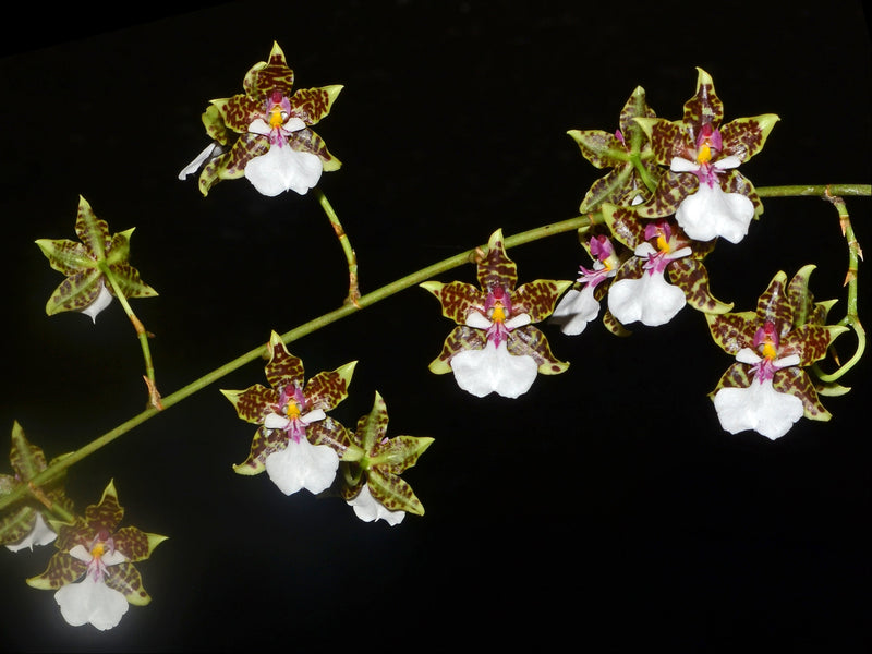 Oncidium leucochilum