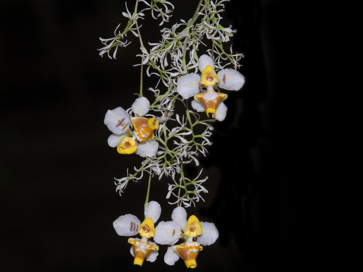Oncidium ligiae – Rare Pendulous Cloud Forest Orchid with Saccate Lip ...