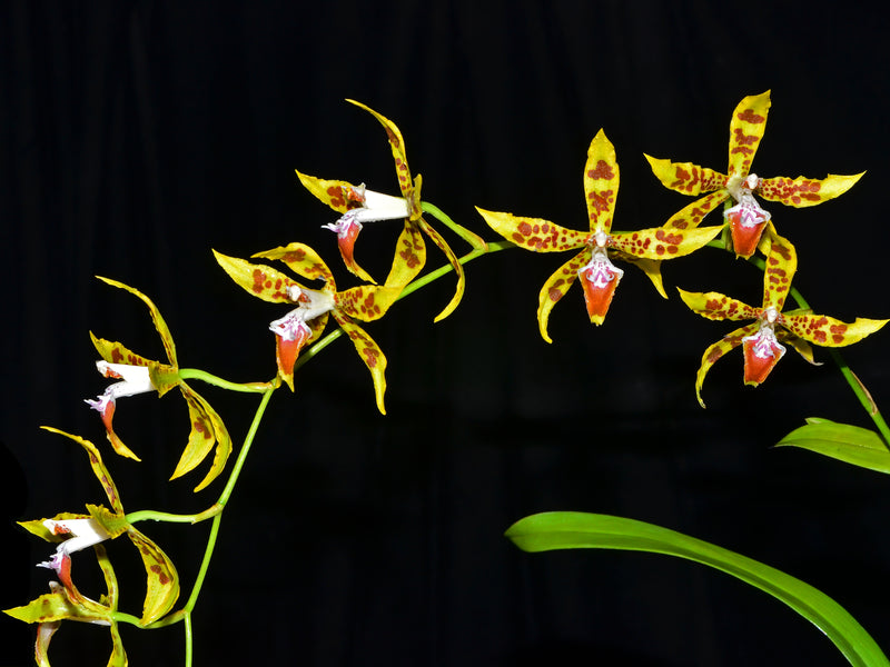 Oncidium lindleyoides