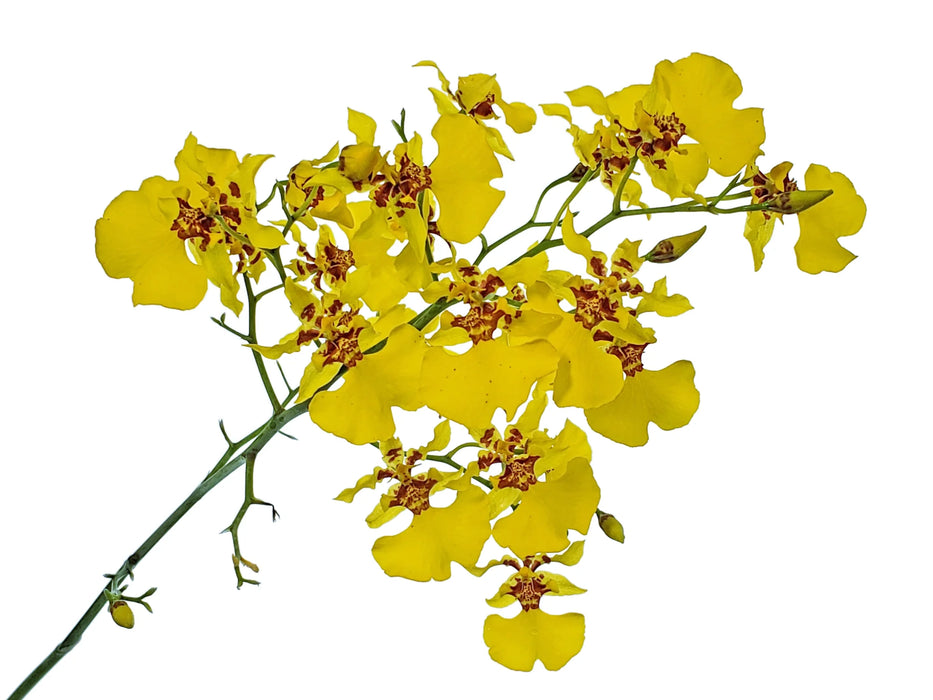 Oncidium lykaiosii