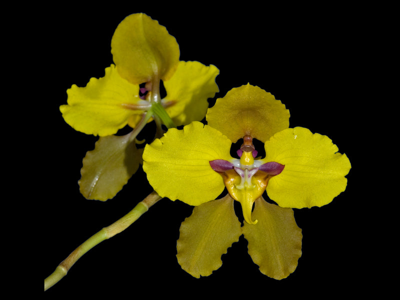 Oncidium macranthum nanum