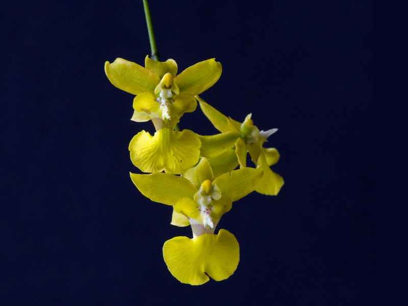 Oncidium mantense