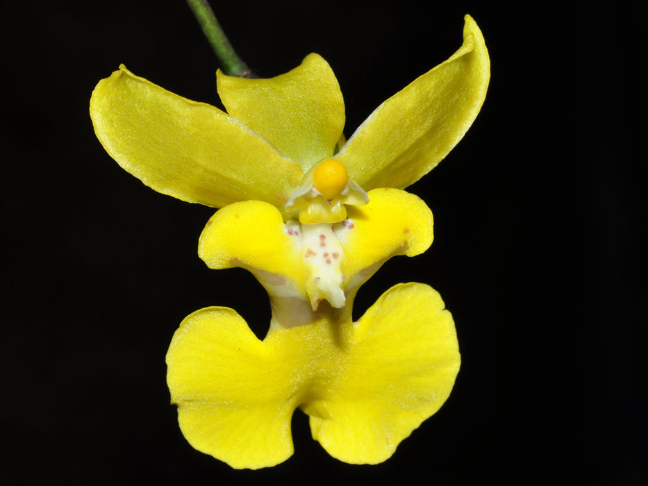 Oncidium mantense