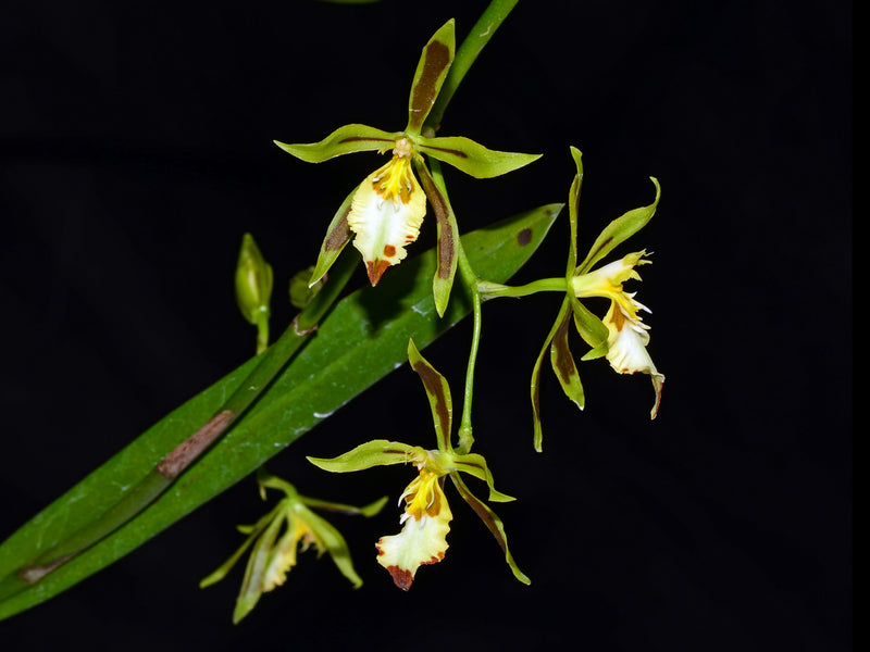Oncidium micklowii