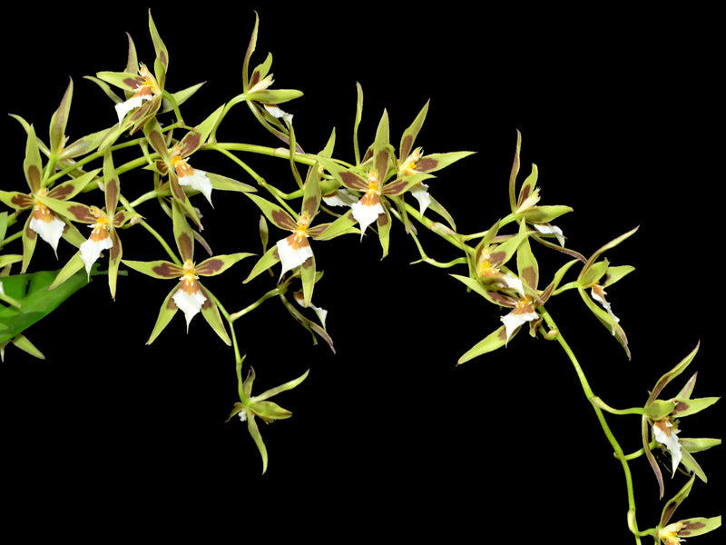 Oncidium multistellare