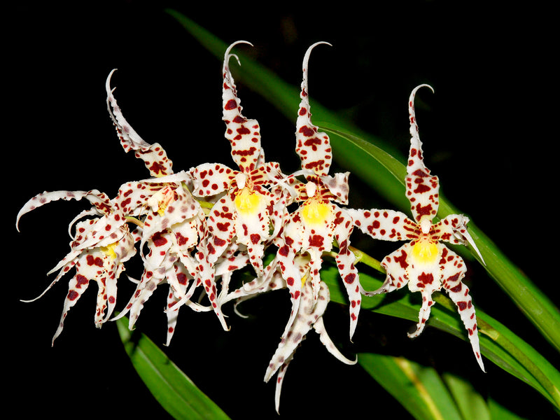 Oncidium naevium