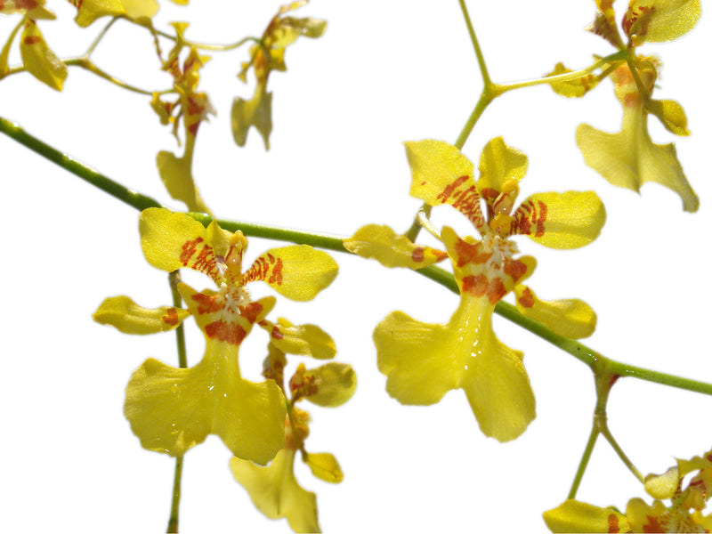 Oncidium nebulosum