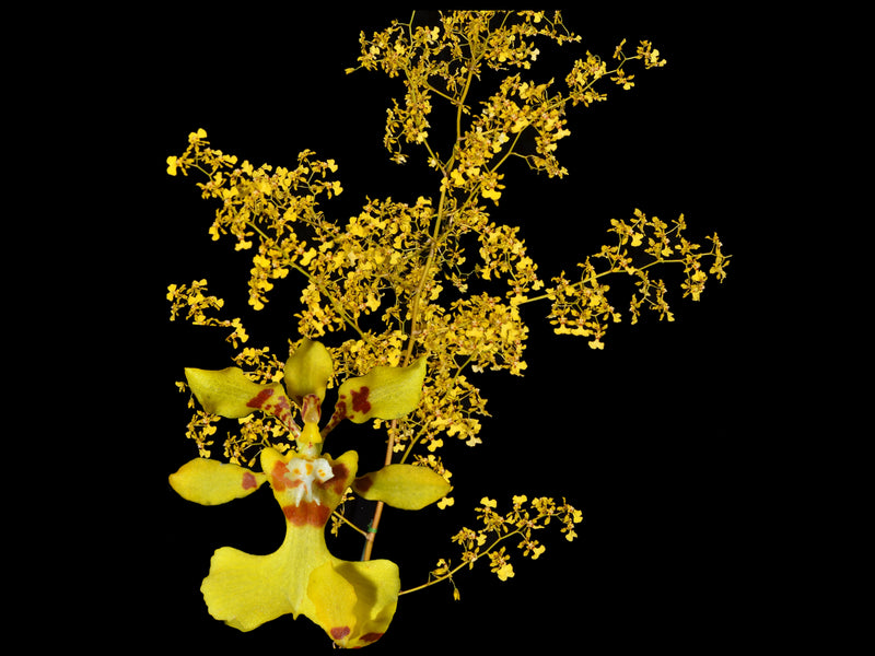 Oncidium nebulosum