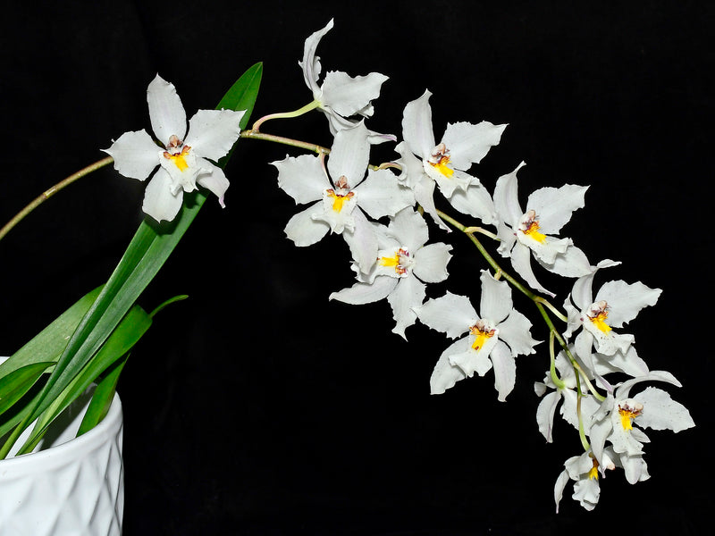 Oncidium nobile