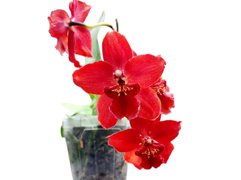 Cyrtocidium Sangre de Cristo