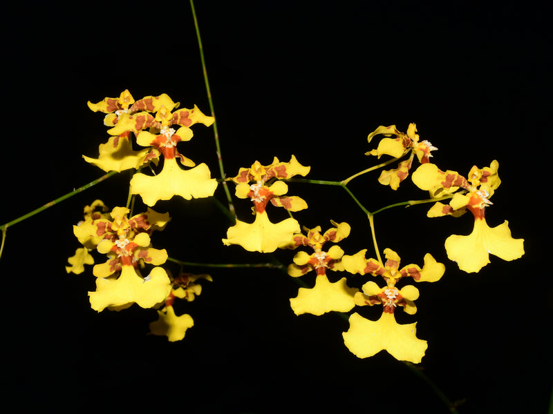 Oncidium obryzatum