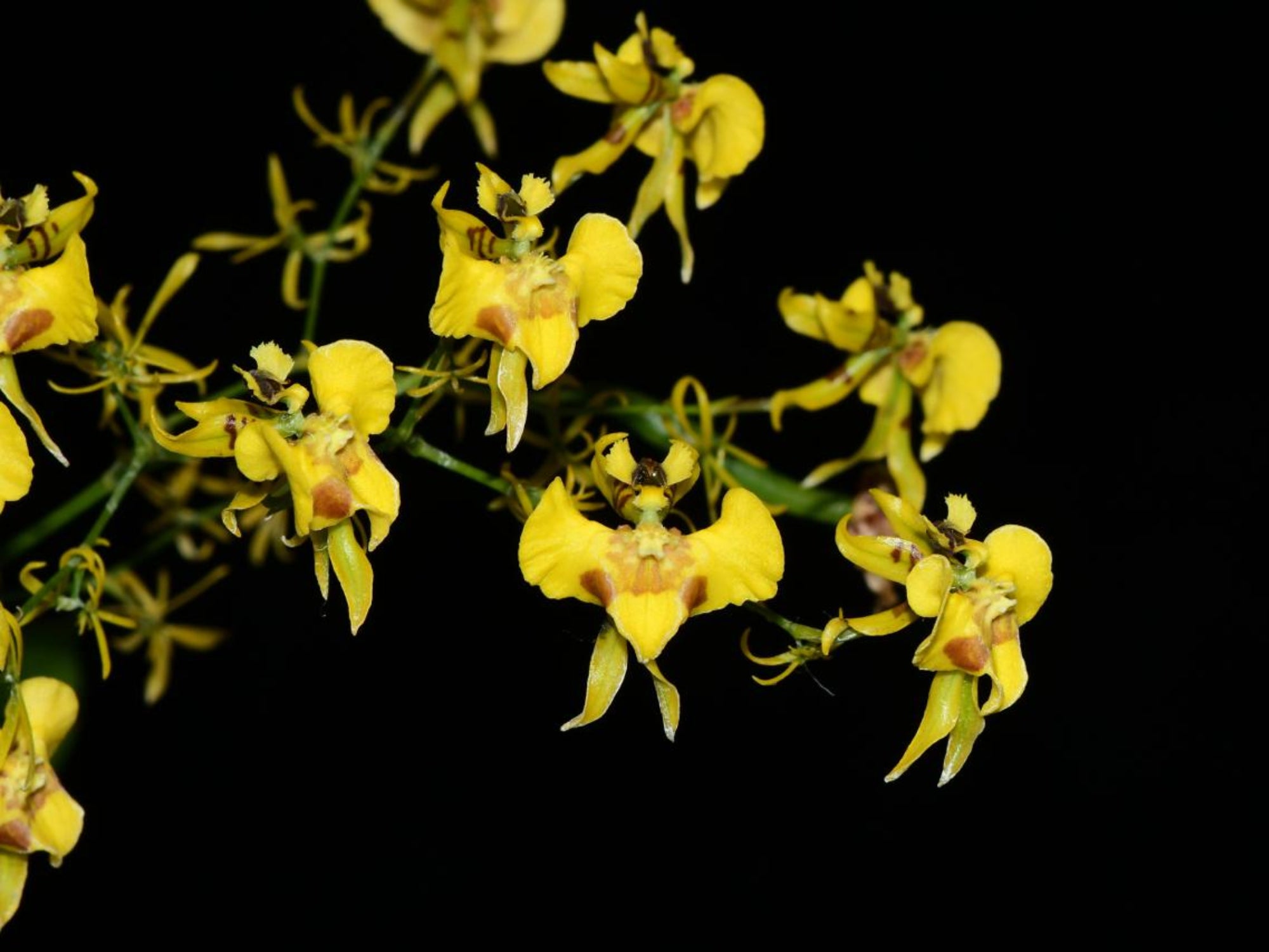 Oncidium orthotis - Compact South American Orchid | Ecuagenera ...