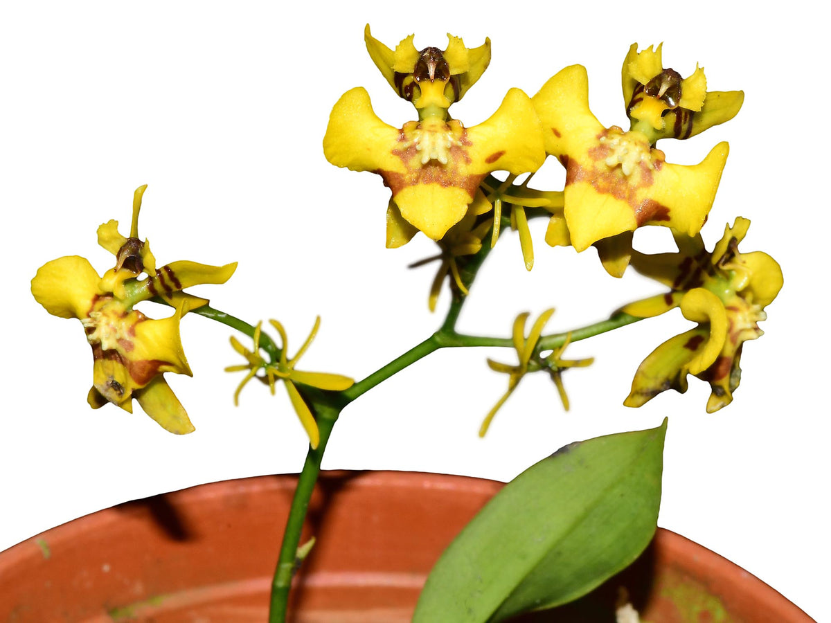 Oncidium orthotis - Compact South American Orchid | Ecuagenera ...