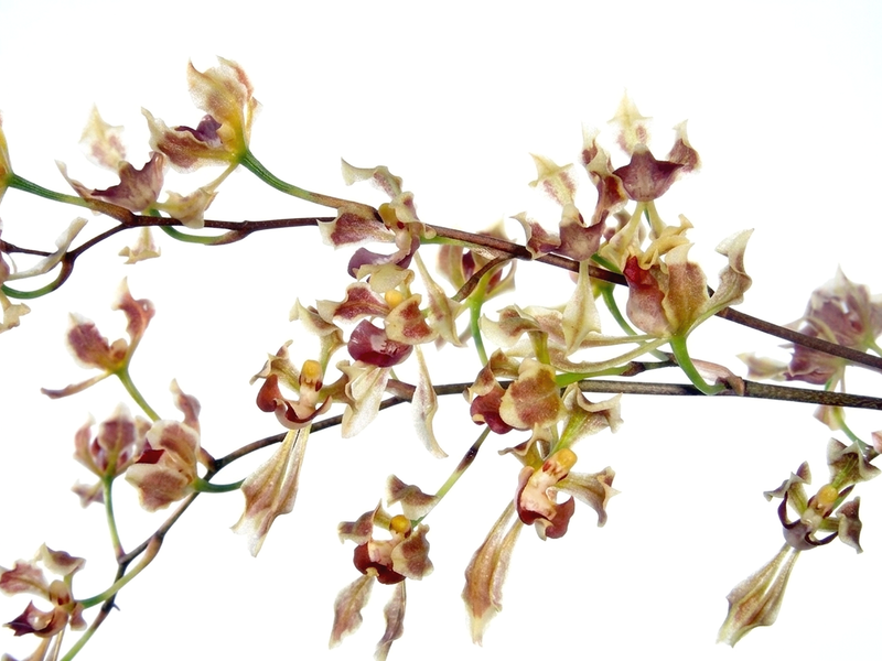 Oncidium peltiforme