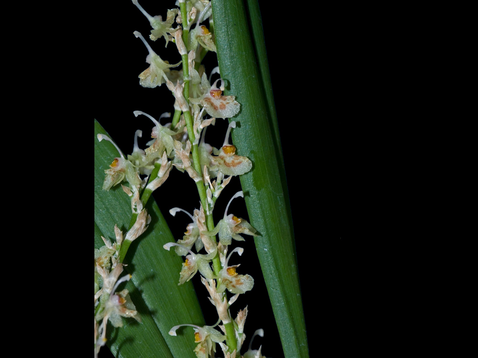 Oncidium pichinchense