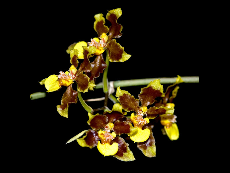 Oncidium planilabre