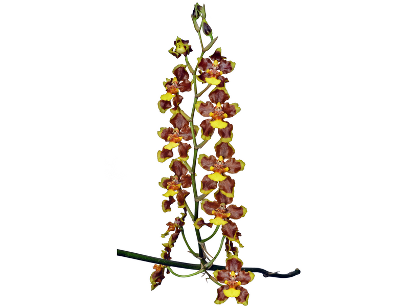 Oncidium planilabre