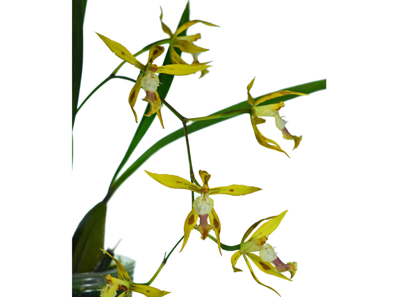 Oncidium portilloides