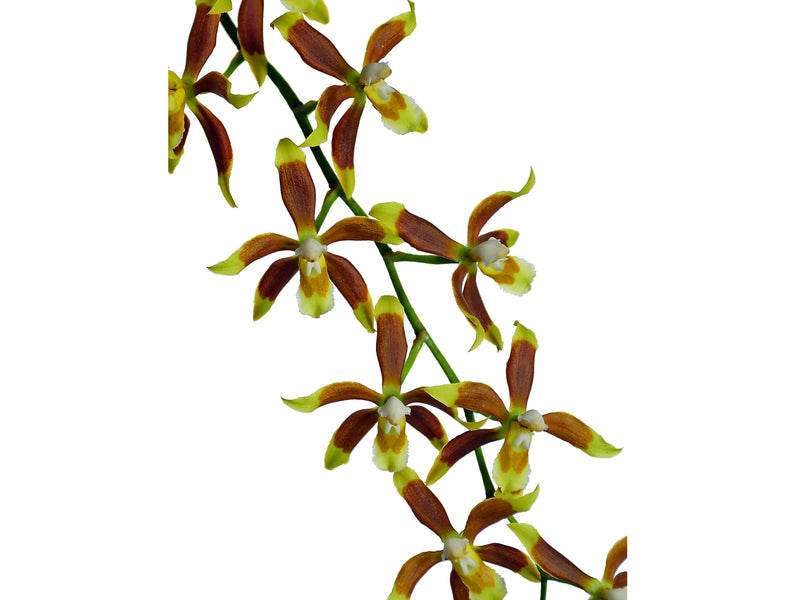 Oncidium portmannii