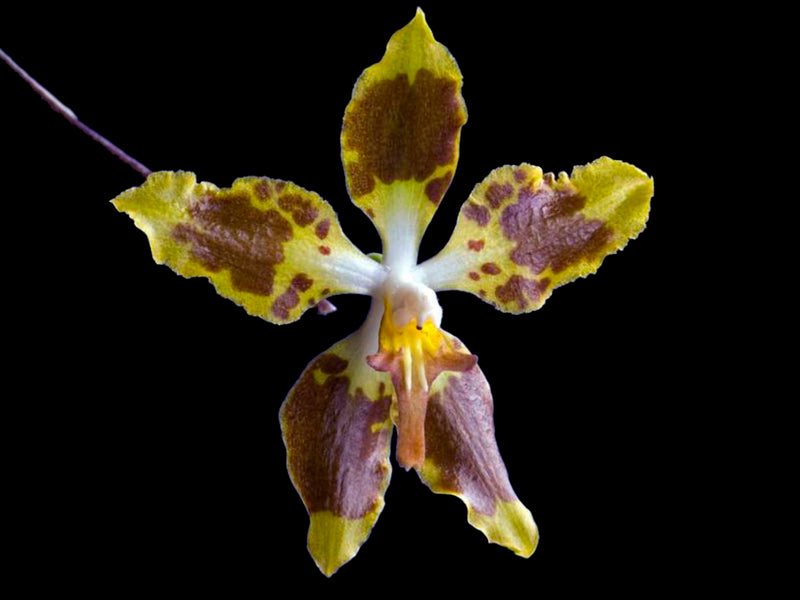 Oncidium povedanum
