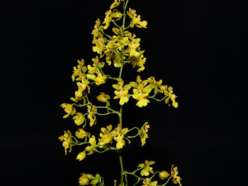 Oncidium pyramidale