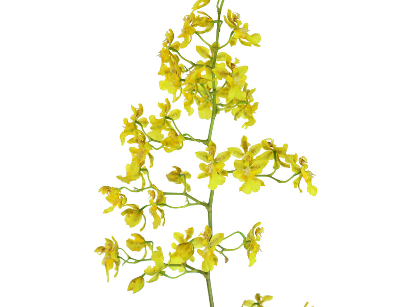 Oncidium pyramidale