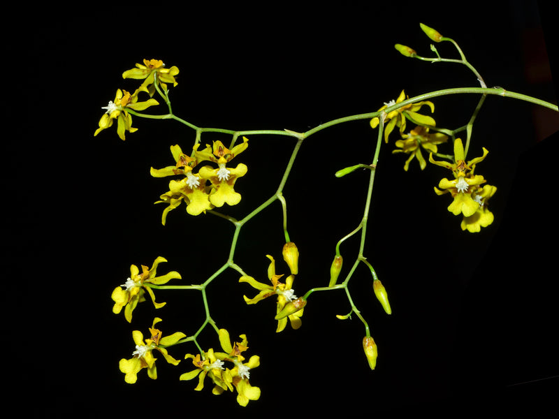 Oncidium pyramidale