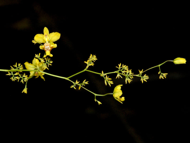Oncidium rodrigoi