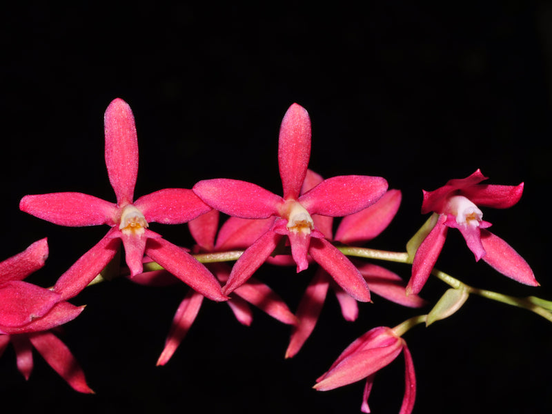 Oncidium roseoides