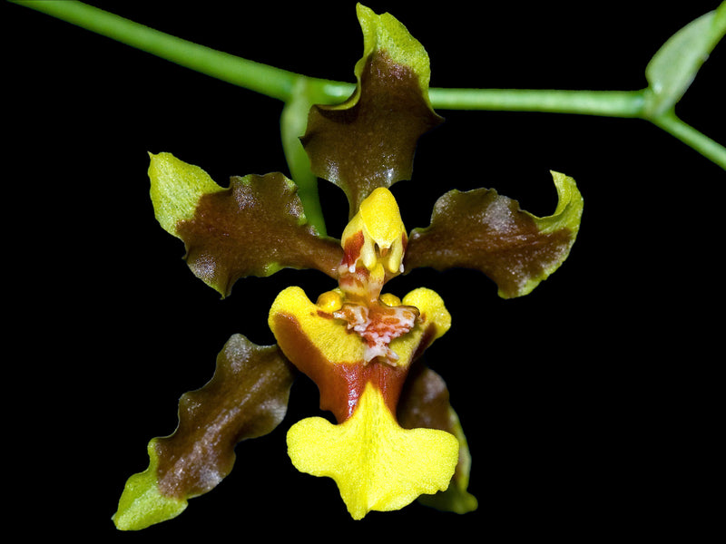 Oncidium schmidtianum
