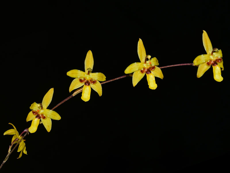 Oncidium sergii