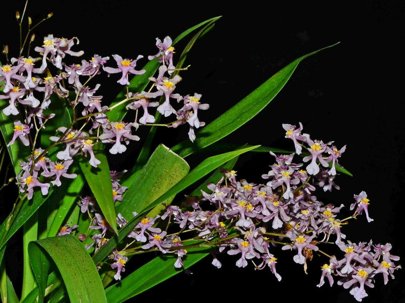 Oncidium sotoanum