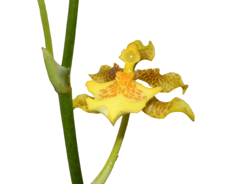 Oncidium sphacelatum f. flava