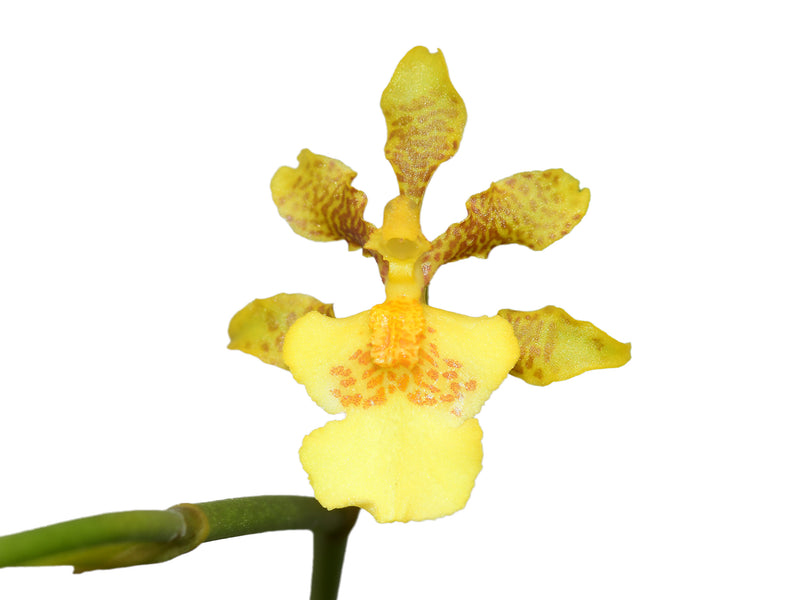 Oncidium sphacelatum f. flava