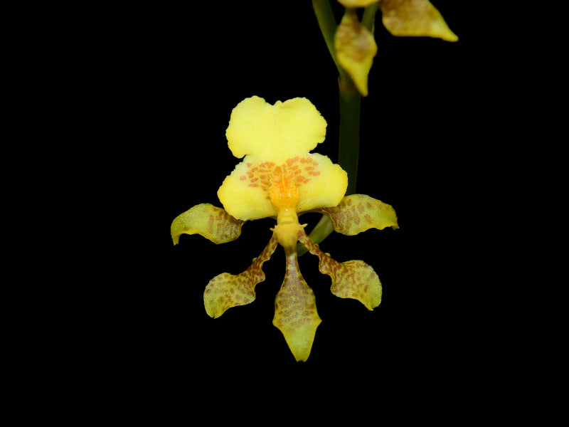 Oncidium sphacelatum f. flava