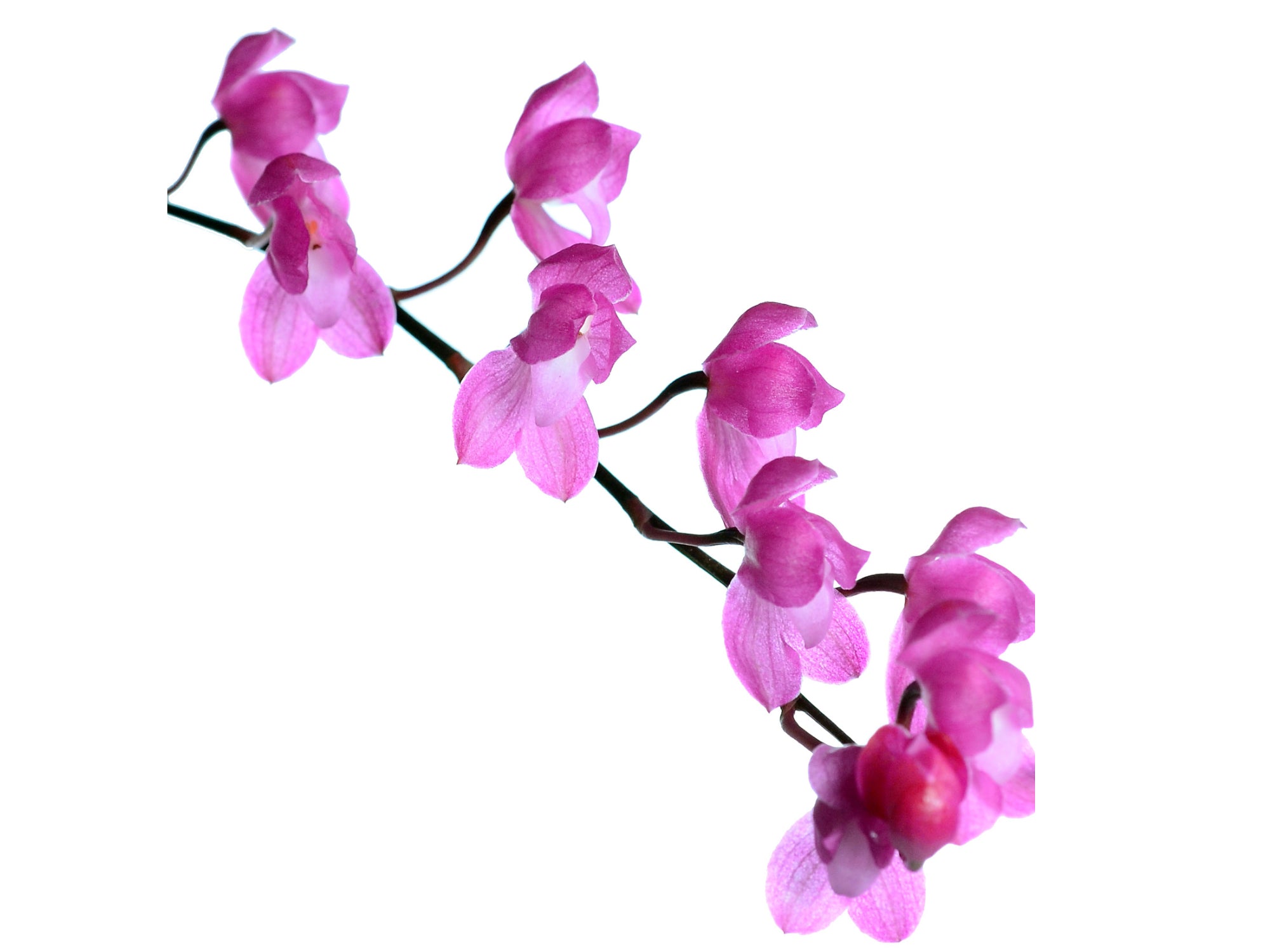Oncidium strictum