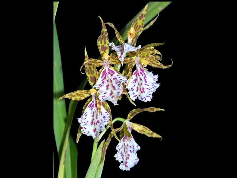 Oncidium tenuoides