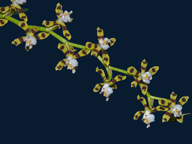 Oncidium tigroides