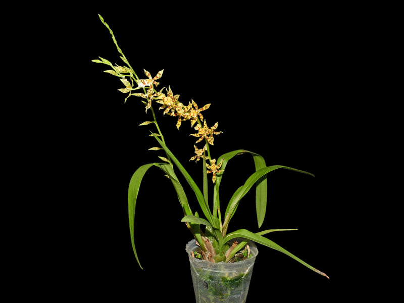 Oncidium tigroides x Oncidium blandum