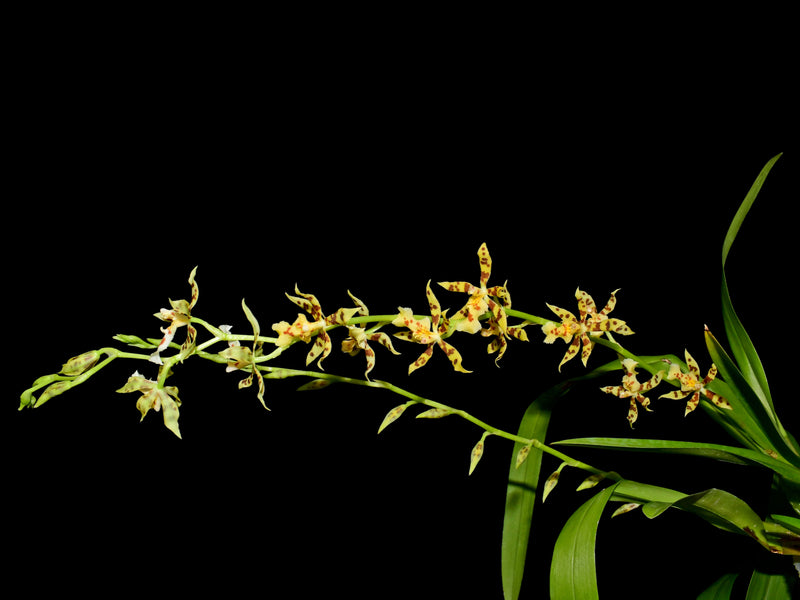 Oncidium tigroides x Oncidium blandum