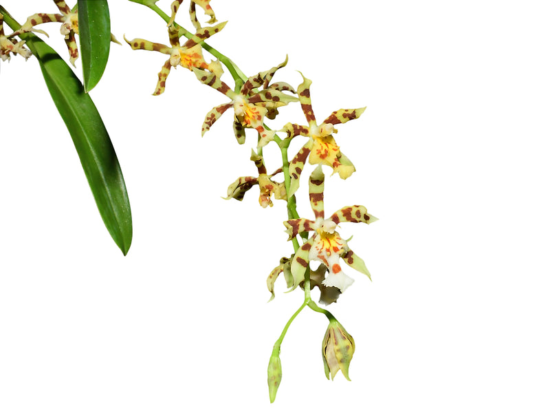 Oncidium tigroides x Oncidium blandum