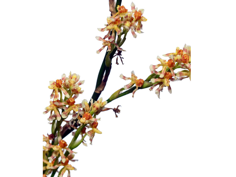 Oncidium toachicum