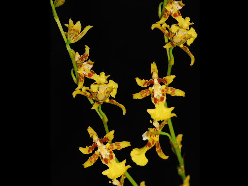 Oncidium trinasutum